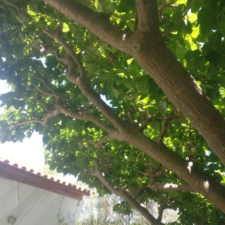 Yfantis Sakis Apartment'S 에라티니 외부 사진